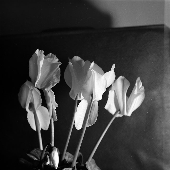 minerva_1986-1987_agrar_c8r4_010