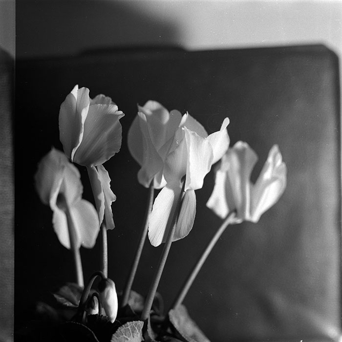 minerva_1986-1987_agrar_c8r4_011