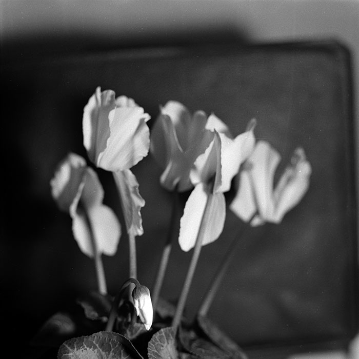 minerva_1986-1987_agrar_c8r4_012