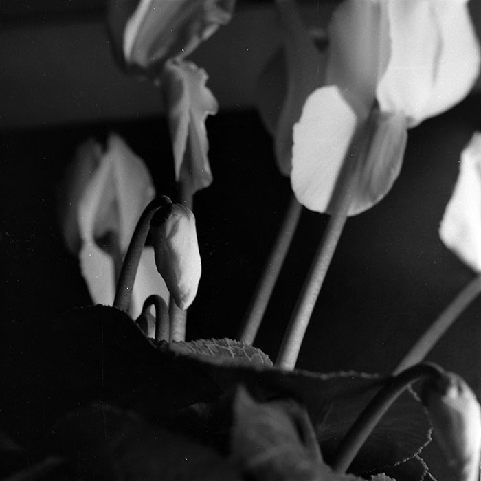 minerva_1986-1987_agrar_c8r4_013