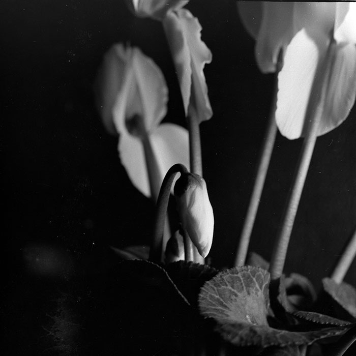 minerva_1986-1987_agrar_c8r4_014