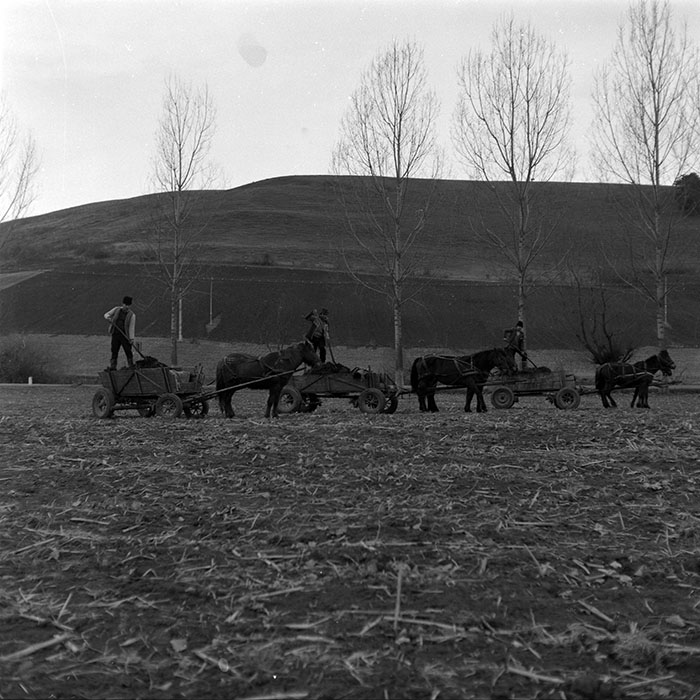 minerva_1986-1987_agrar_c8r5_003