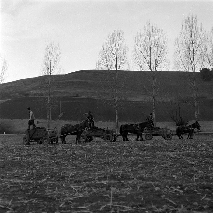 minerva_1986-1987_agrar_c8r5_004