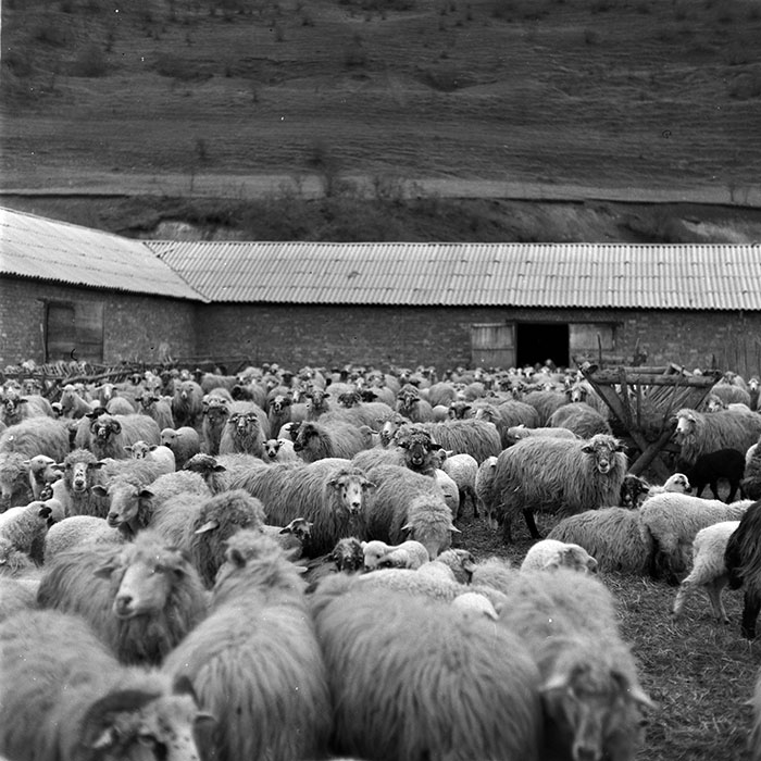 minerva_1986-1987_agrar_c8r5_030