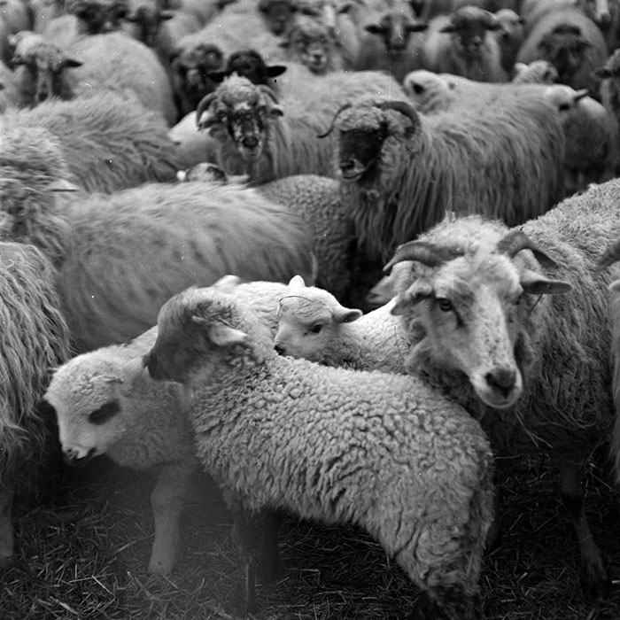 minerva_1986-1987_agrar_c8r5_031