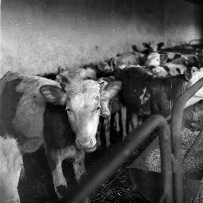 minerva_1986-1987_agrar_c8r5_032