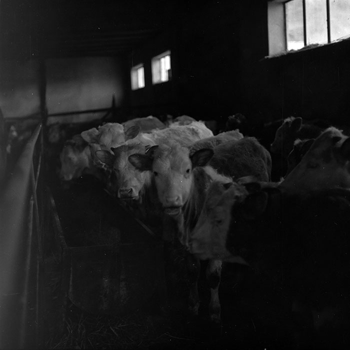 minerva_1986-1987_agrar_c8r5_033