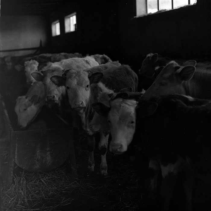 minerva_1986-1987_agrar_c8r5_034