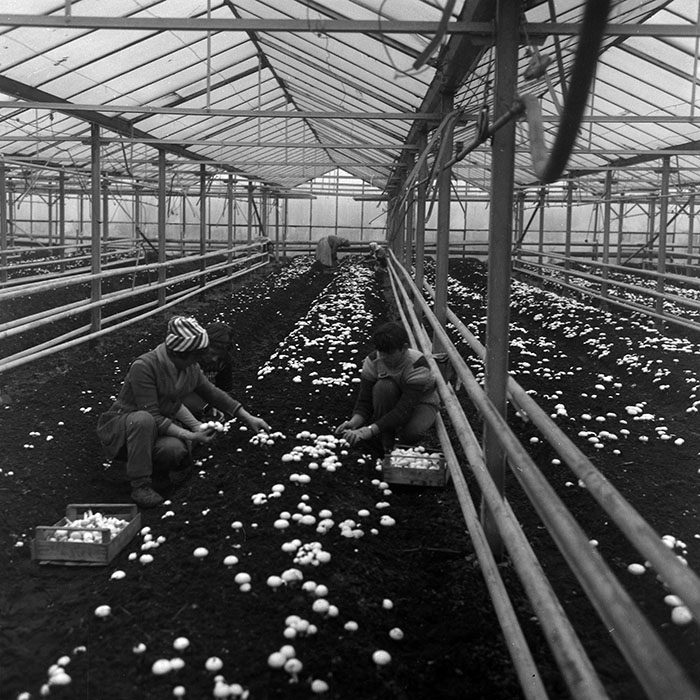 minerva_1986_c1_c4r2_030