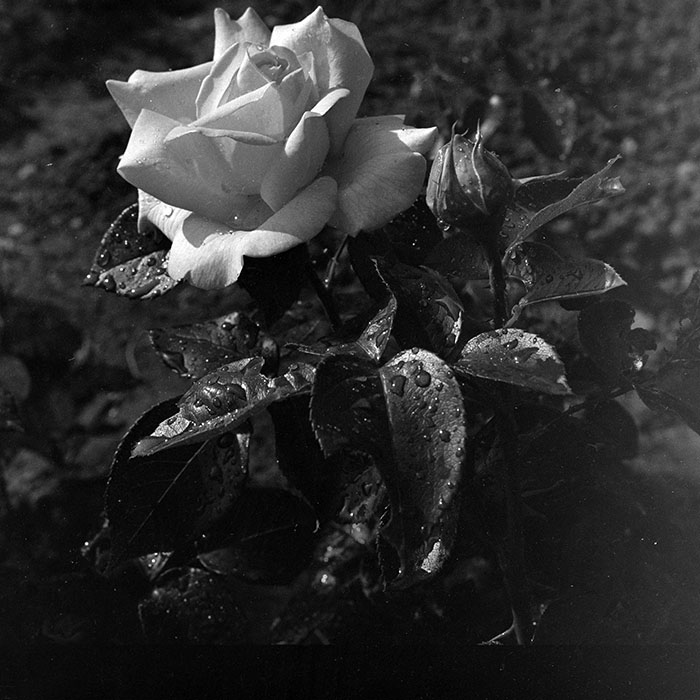 minerva_1986_c1_c9r4_001