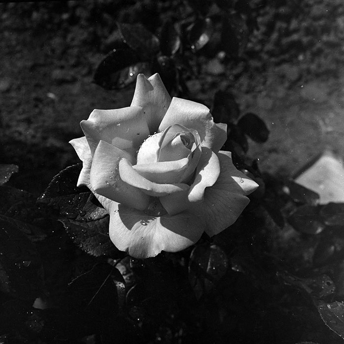 minerva_1986_c1_c9r4_002