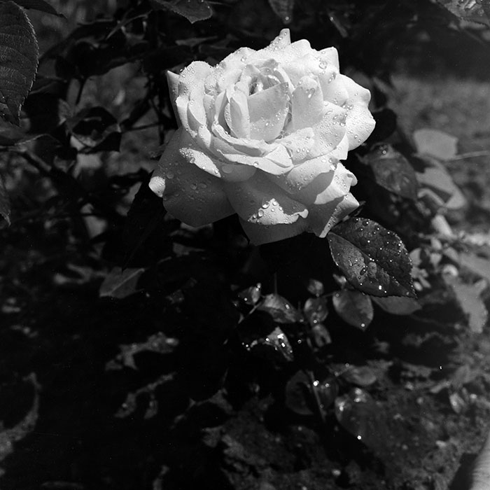 minerva_1986_c1_c9r4_003