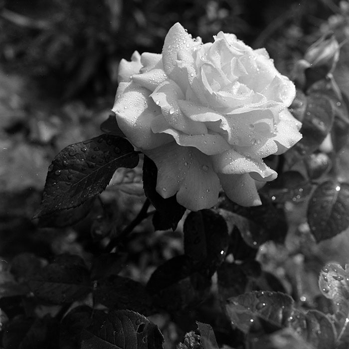 minerva_1986_c1_c9r4_004