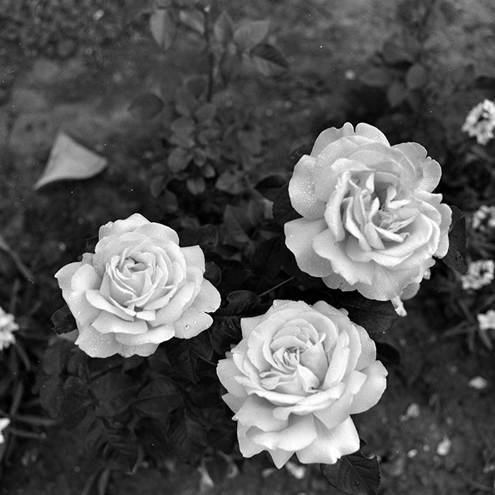 minerva_1986_c1_c9r4_005