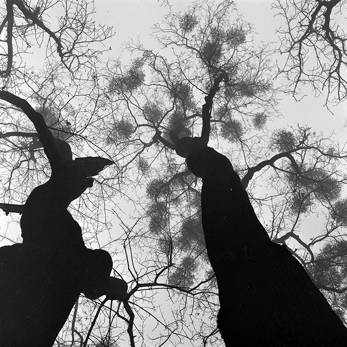 minerva_1986_c2_c5r1_010