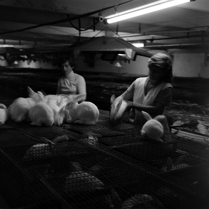 minerva_1986_c3_c1r3_031