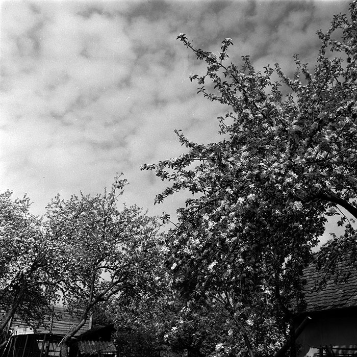 minerva_1986_c3_c3r4_020