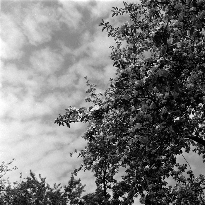 minerva_1986_c3_c3r4_021