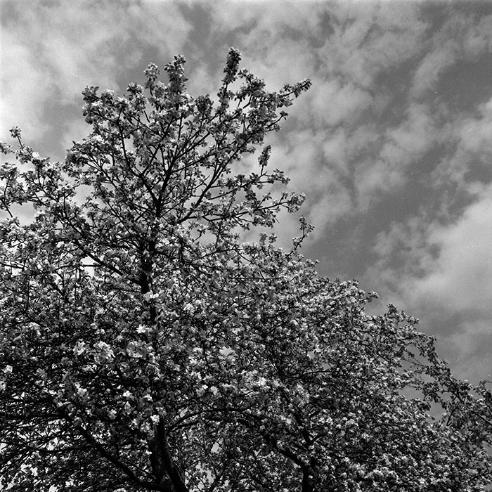 minerva_1986_c3_c3r4_022