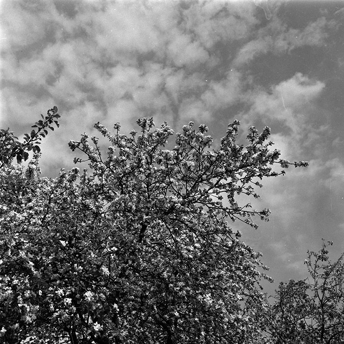 minerva_1986_c3_c3r4_023