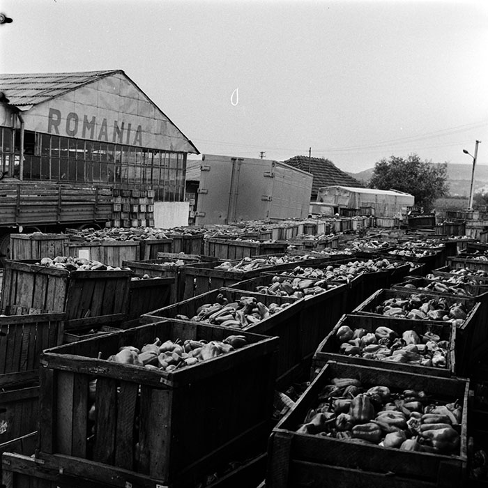 minerva_1986_c3_c8r3_008