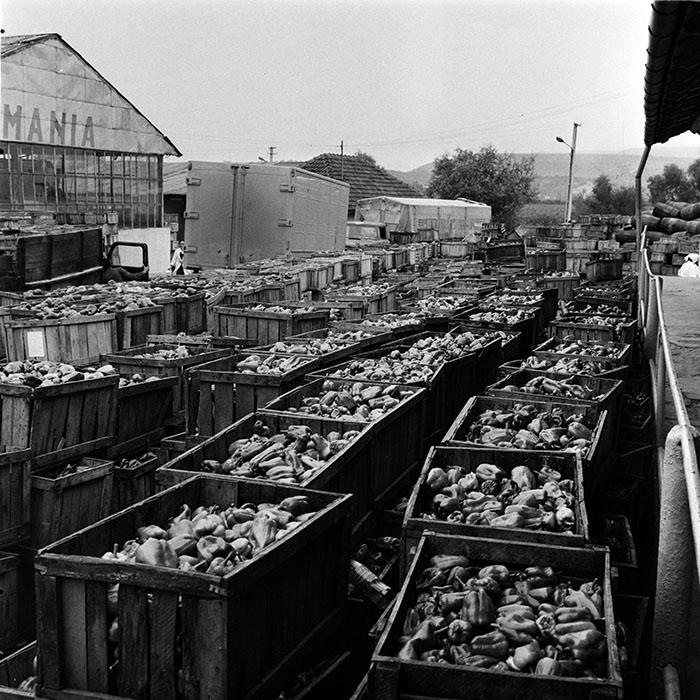 minerva_1986_c3_c8r3_009