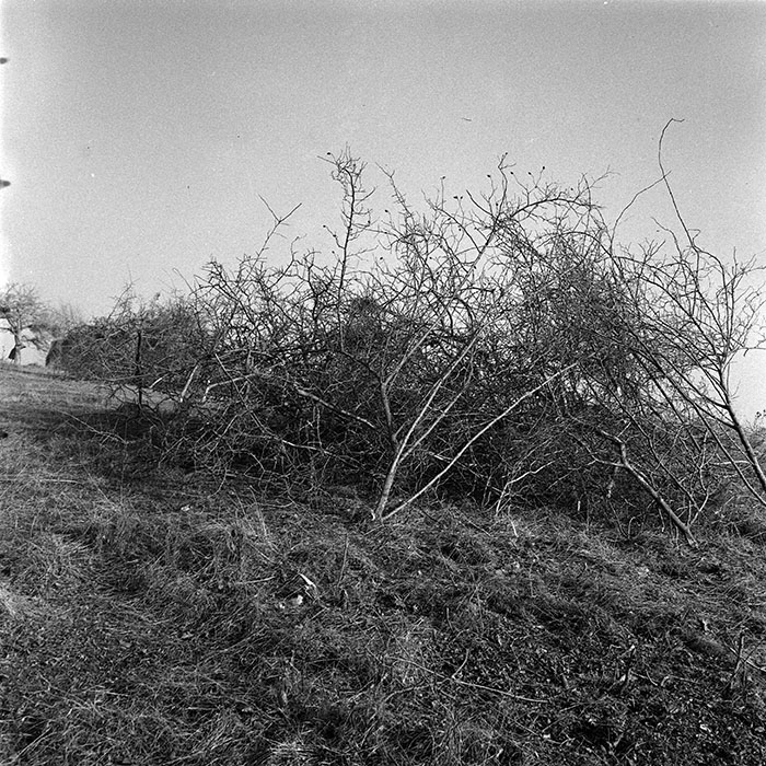 minerva_1986_c3_c9r4_034