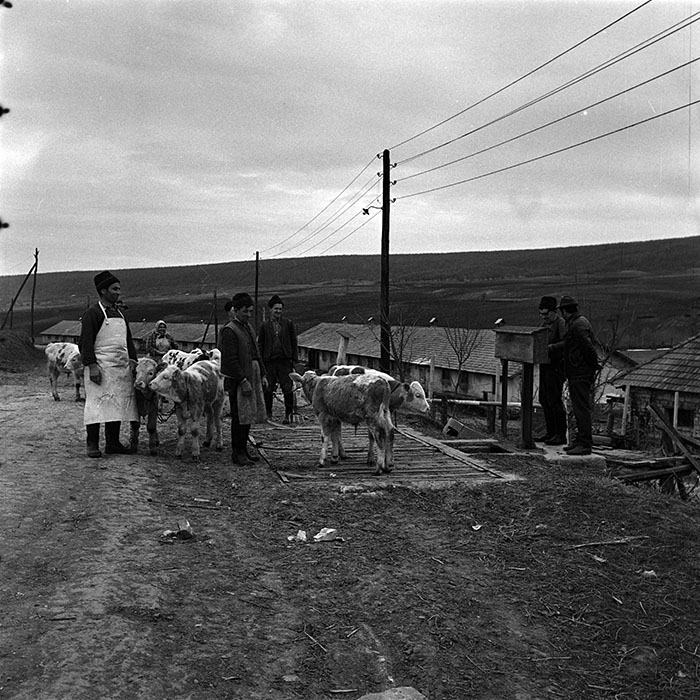 minerva_1986_c3_c9r5_006