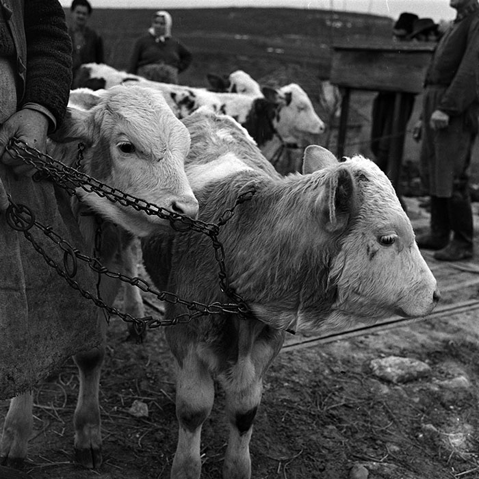 minerva_1986_c3_c9r5_010