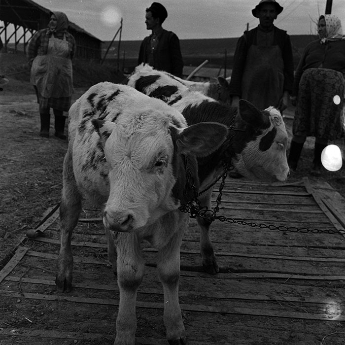 minerva_1986_c3_c9r5_011