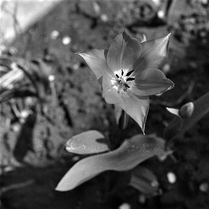 minerva_1987-1991_c2_c2r1_018