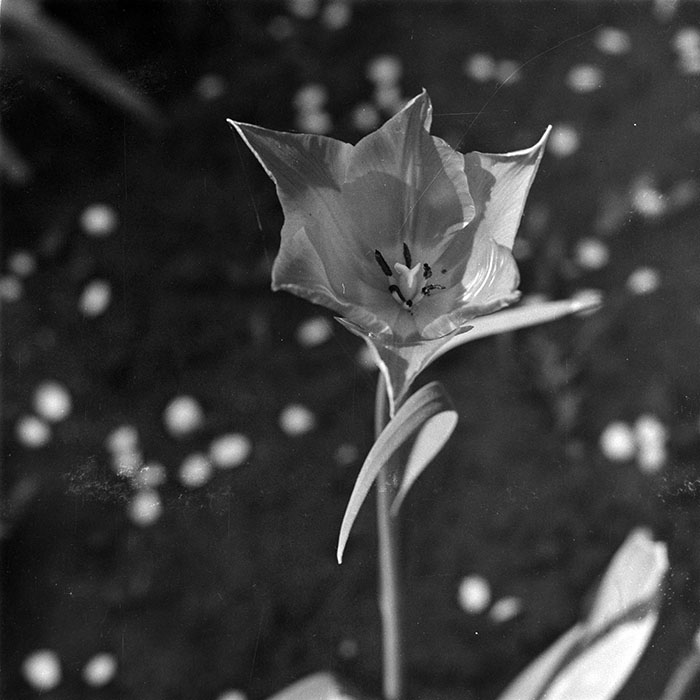 minerva_1987-1991_c2_c2r1_019