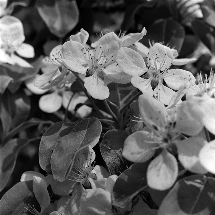 minerva_1987-1991_c2_c2r4_009