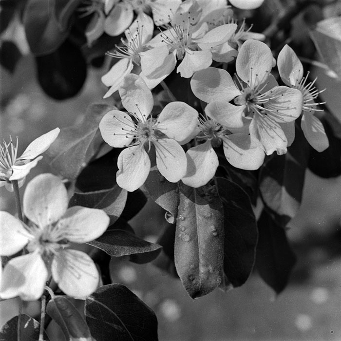 minerva_1987-1991_c2_c2r4_010