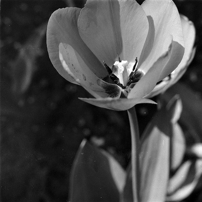 minerva_1987-1991_c2_c2r4_011