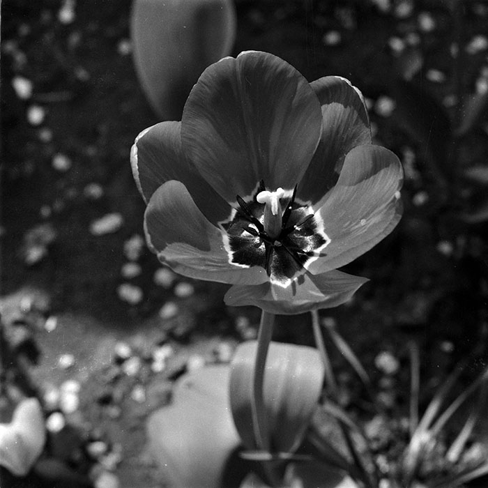 minerva_1987-1991_c2_c2r4_012