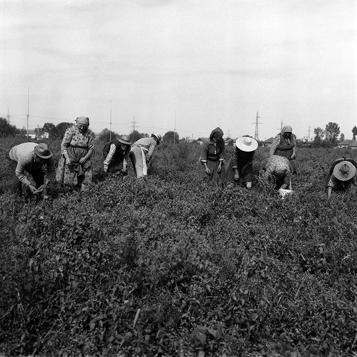 minerva_1987-1991_c2_c4r4_009