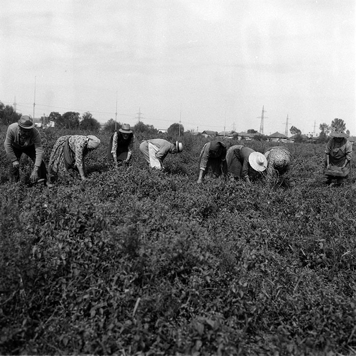 minerva_1987-1991_c2_c4r4_010