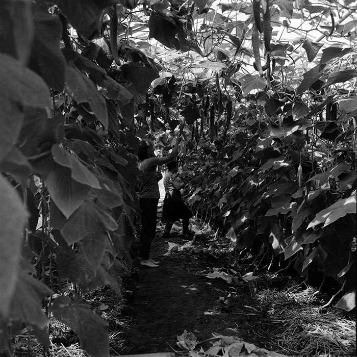 minerva_1987-1991_c2_c5r3_008