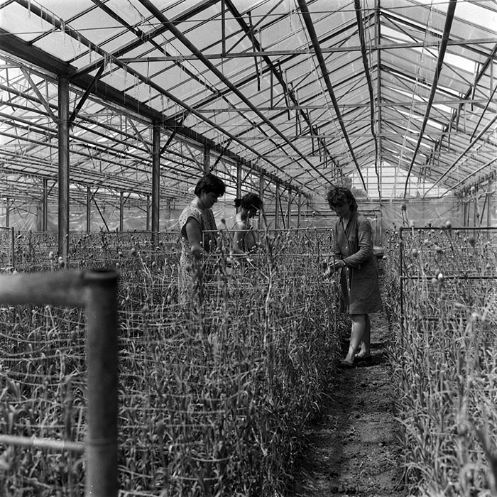 minerva_1987-1991_c2_c5r3_011