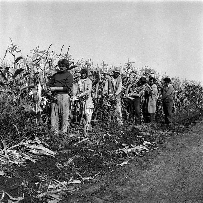 minerva_1987-1991_c2_c5r6_009