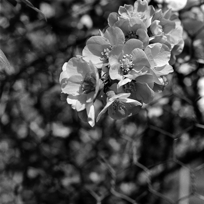 minerva_1987-1991_c2_c5r7_008