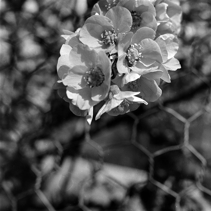 minerva_1987-1991_c2_c5r7_009