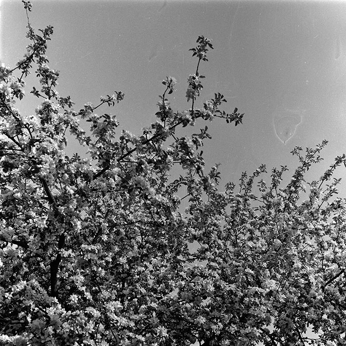 minerva_1987-1991_c2_c5r7_010