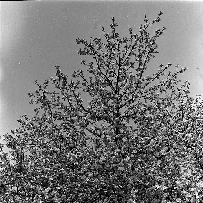 minerva_1987-1991_c2_c5r7_011