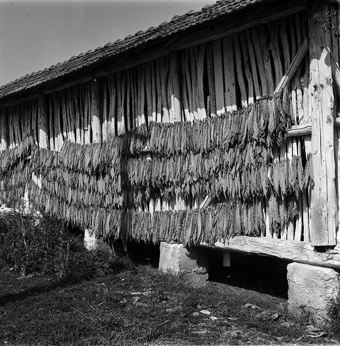 minerva_1987_c2_c10r2_001