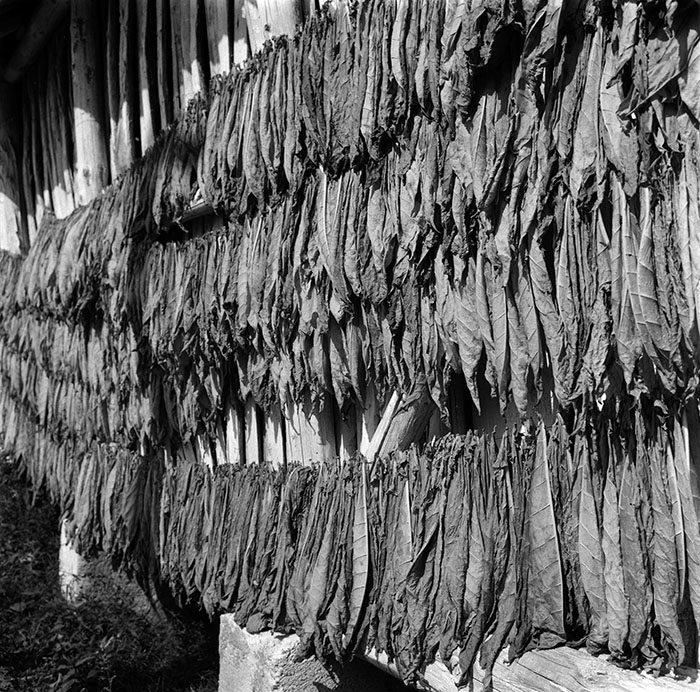 minerva_1987_c2_c10r2_002