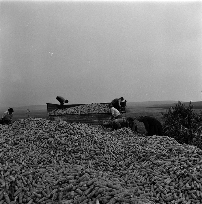 minerva_1987_c2_c10r2_012