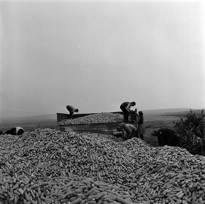 minerva_1987_c2_c10r2_014