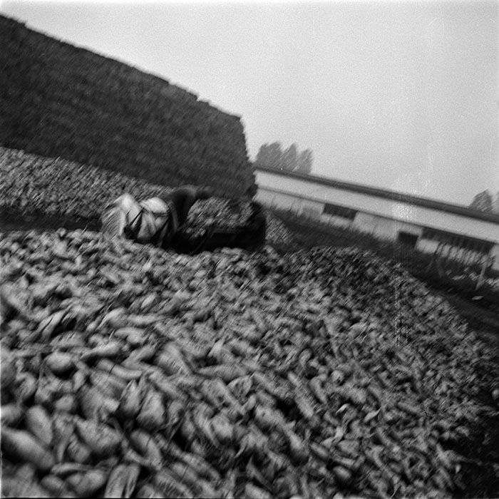 minerva_1987_c2_c10r2_023